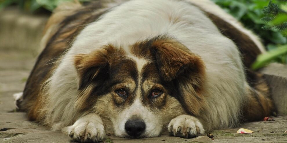 fat-dog-4392363_1280